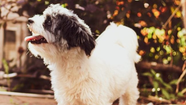 Un Sheepadoodle se tient debout et s'étire joyeusement.