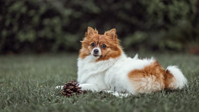 les chiens qui ressemblent à des renards