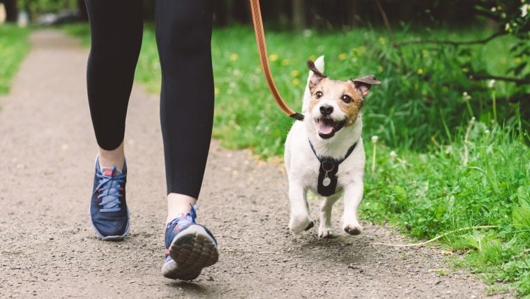 Le guide complet des races de chiens pour les personnes qui aiment les longues promenades