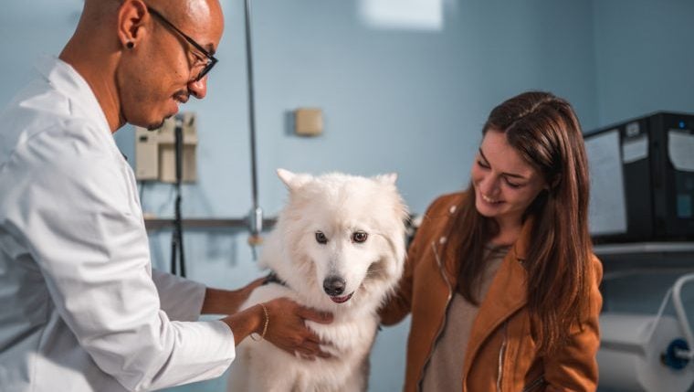 Guide complet des coûts des visites chez le vétérinaire pour les propriétaires de chiens