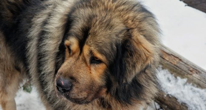 gros plan sur les races de chiens mastiffs tibétains qui ressemblent à des ours