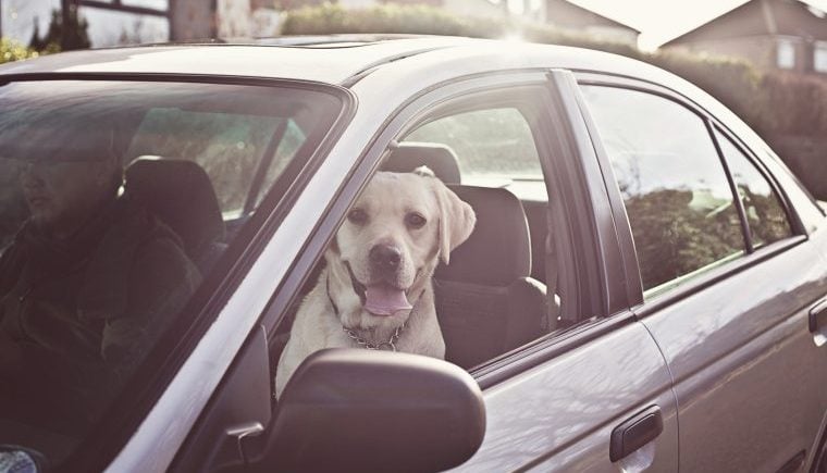 Un chien piégé meurt dans l’incendie d’une voiture sur un parking