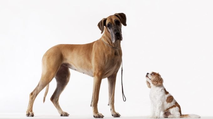 Dogue allemand et Cavalier King Charles Spaniel