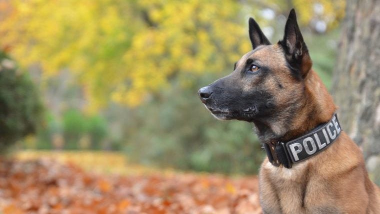 Un chien de police californien abattu dans l’exercice de ses fonctions