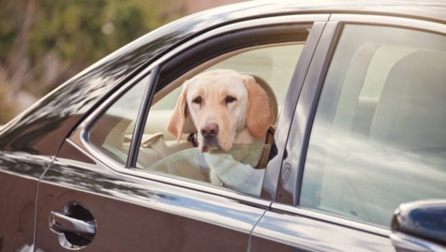 un chien meurt dans une voiture en feu