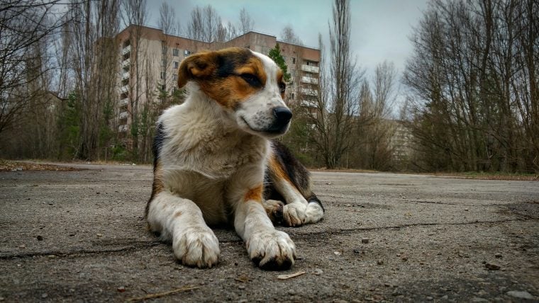 Une nouvelle étude révèle l’évolution de l’ADN des chiens de Tchernobyl