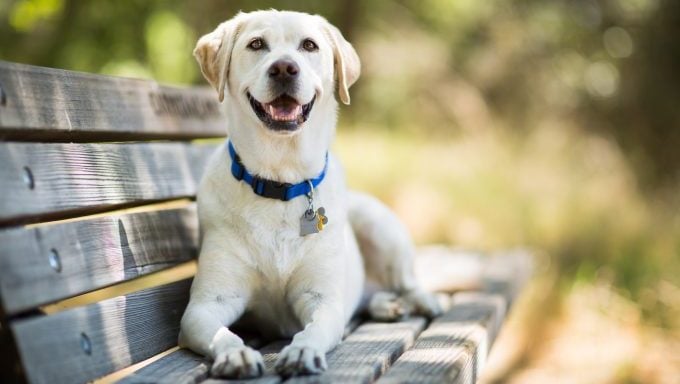 Labrador Retriever souriant sur un banc public