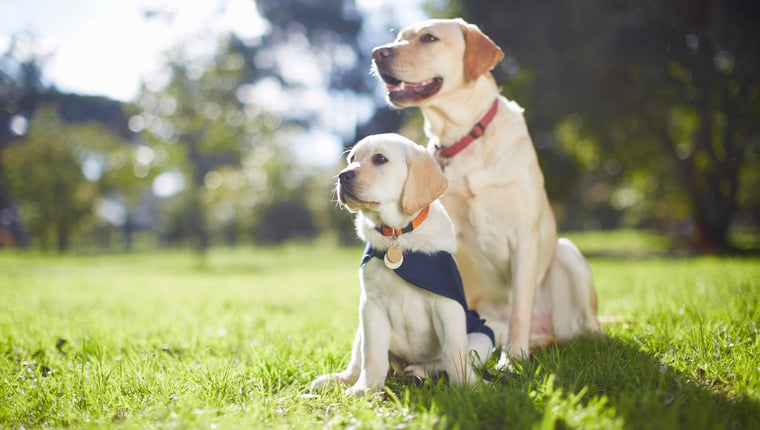 Chiot ou chien adulte : Quel âge doit-on avoir pour adopter un chien ?