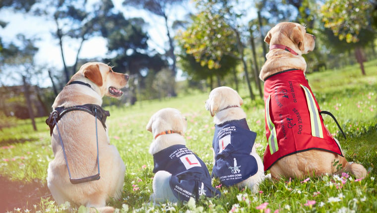 Collège Bergin : La seule école dédiée aux chiens d’assistance