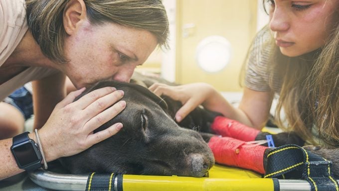 femme embrassant un chien blessé meilleures prières pour les chiens malades