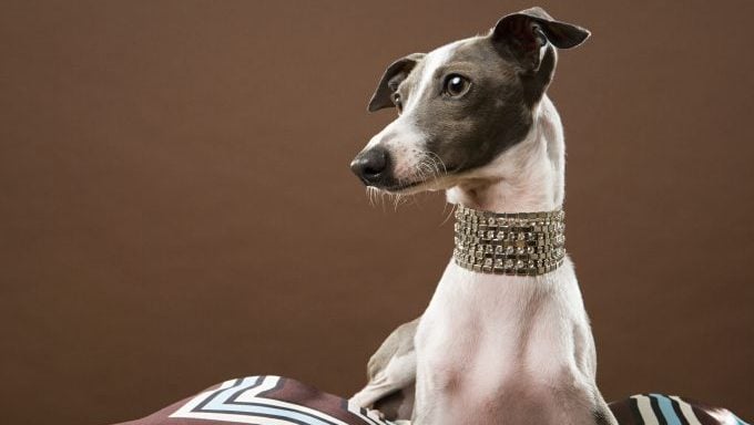 lévrier avec collier en diamant top des noms de chiens inspirés par 