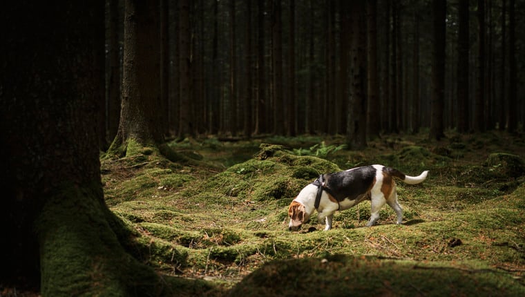 Un chien de chasse sauvé après être tombé dans une grotte