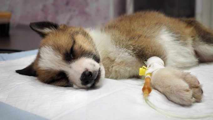 chien drogué à l'hôpital