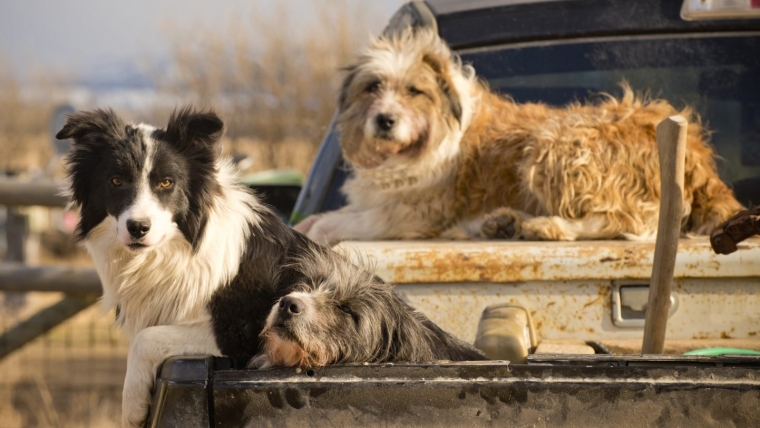 Principaux mythes sur les chiens de protection du bétail
