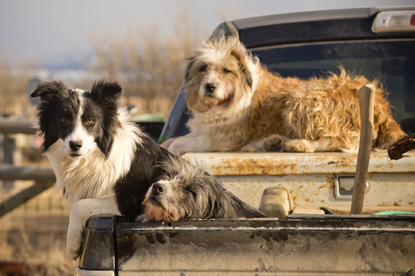 Principaux mythes sur les chiens de protection du bétail