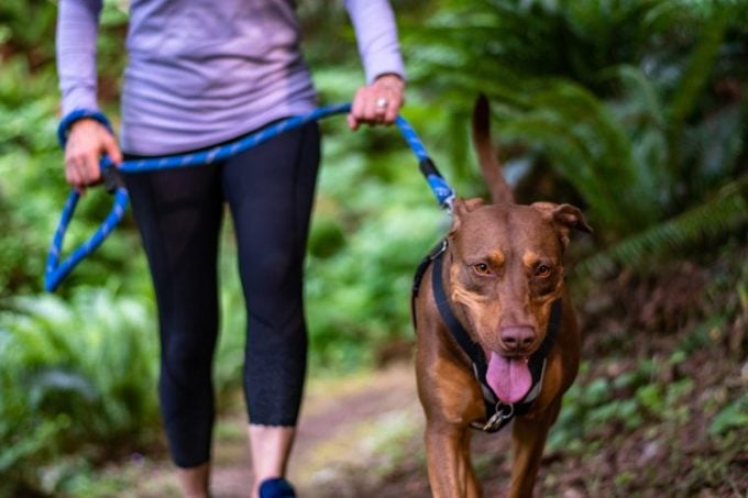 guide des races de chiens de promenade pour les personnes qui aiment les longues promenades