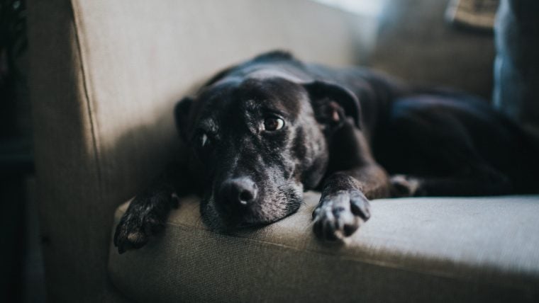Signes que votre chien ne reçoit pas assez d’attention