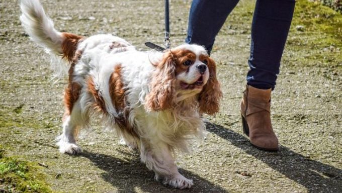 femme marchant avec un chien de race cavalier king charles spaniel parade