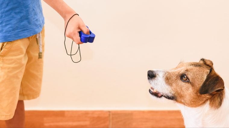 Comment dresser votre chien à l’aide d’un clicker