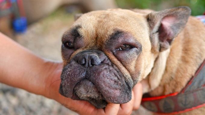 Chien bouledogue français au visage tuméfié et aux yeux rouges et bouffis après avoir souffert d'une réaction allergique chien attaqué par un essaim d'abeilles