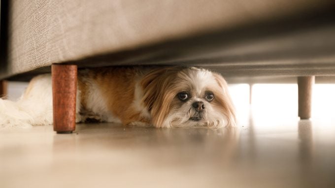 Un Shih Tzu montre un signe de peur courant chez les chiens.