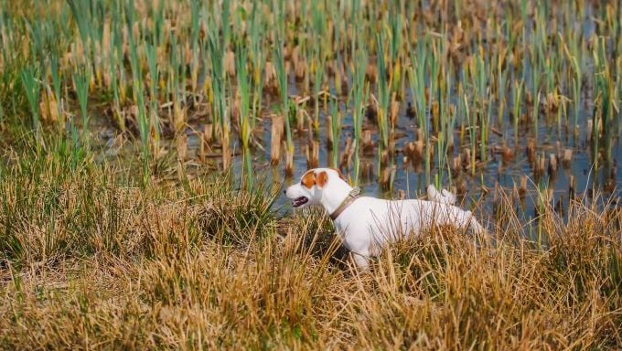 jack russell terrier dans un marais chien attaqué par un alligator