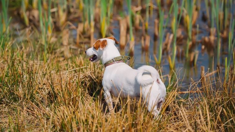 Un chien attaqué par un alligator de 2 mètres pendant une promenade avec ses maîtres