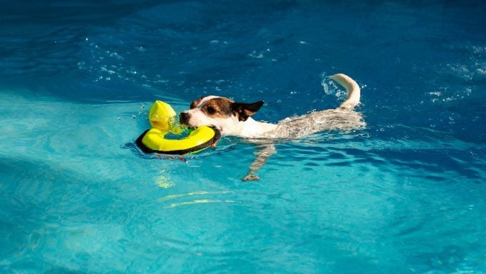 jack russell terrier nageant dans une piscine avec un jouet dans la bouche