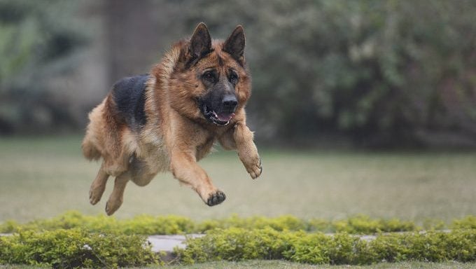 races de chiens courageux