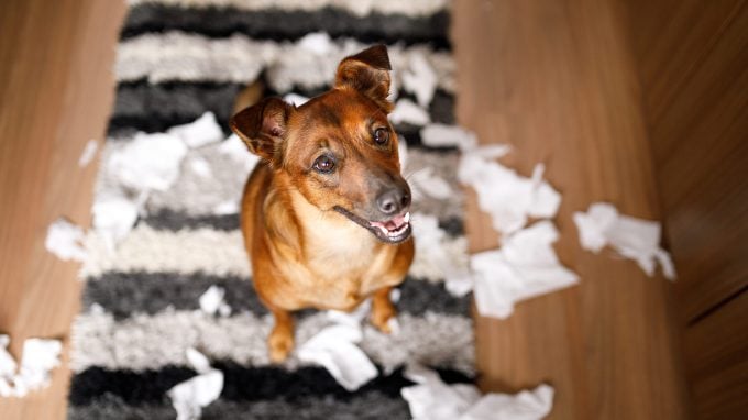 Chien de race mixte montrant quelques erreurs courantes commises par les nouveaux propriétaires de chiens