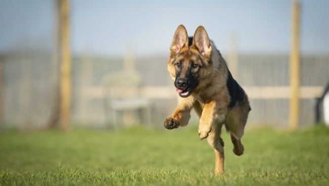 Les races de chiens les plus courageuses