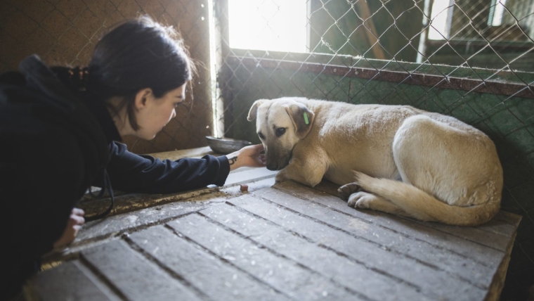 Un chien maltraité est sauvé d’un foyer violent