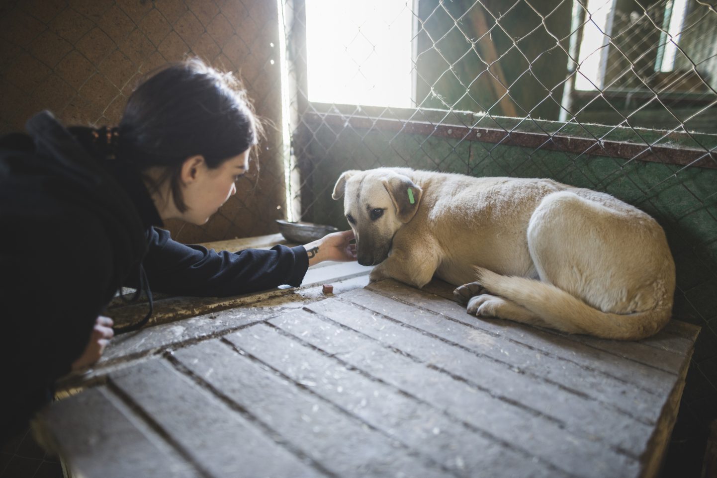 Un chien maltraité est sauvé d’un foyer violent