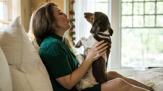 Un teckel avec un parent animalier qui a décodé quelques posts d'adoption de chiens