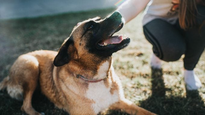 Un berger mixte pourrait bénéficier d'un comportementaliste canin