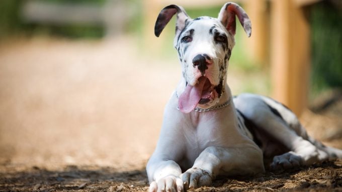 Le Grand Danois est l'une des plus grandes races de chiens