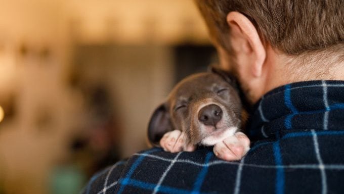 chiot dormant sur l'épaule d'un homme chien de secours s'endort aux nouvelles