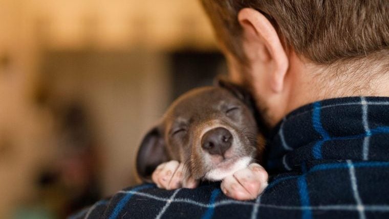 Un chien de sauvetage s’endort lors d’une émission d’information