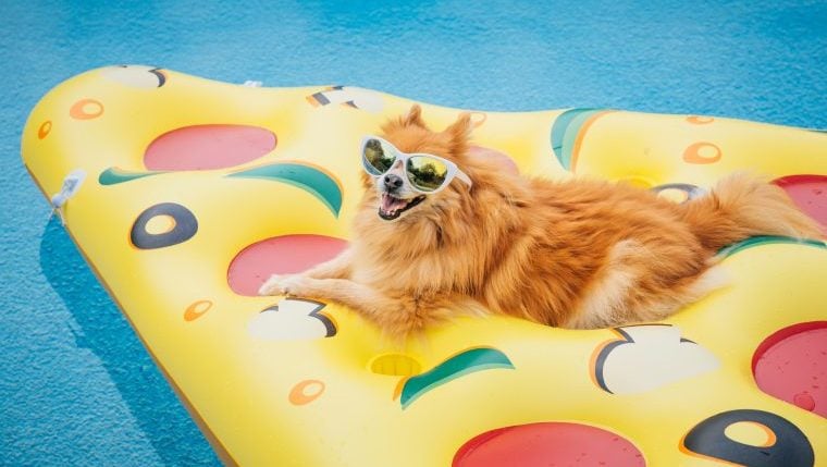 Comment organiser la meilleure fête de piscine pour chiens de tous les temps ?