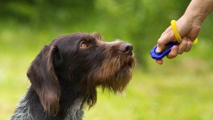 Un chien d'arrêt allemand à poil dur aime le dressage au clicker