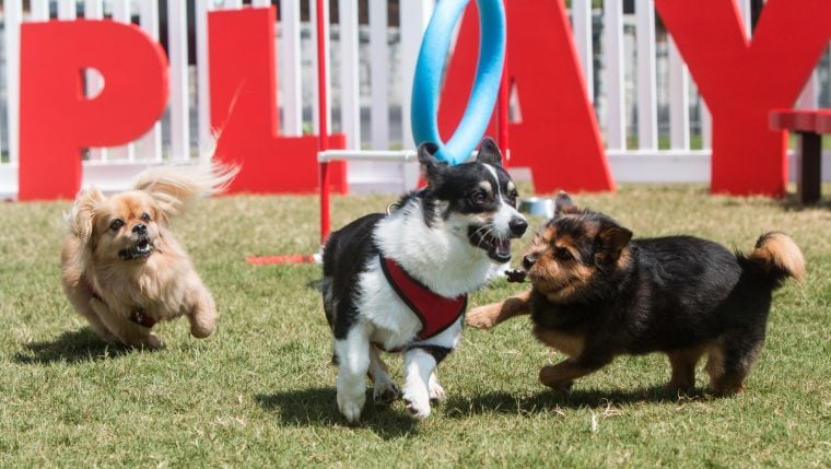 5 choses simples qui font d’un parc pour chiens un endroit idéal