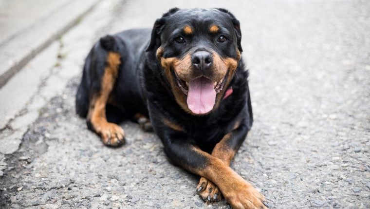 Les races de chiens les plus courageuses font des compagnons fidèles et sans peur