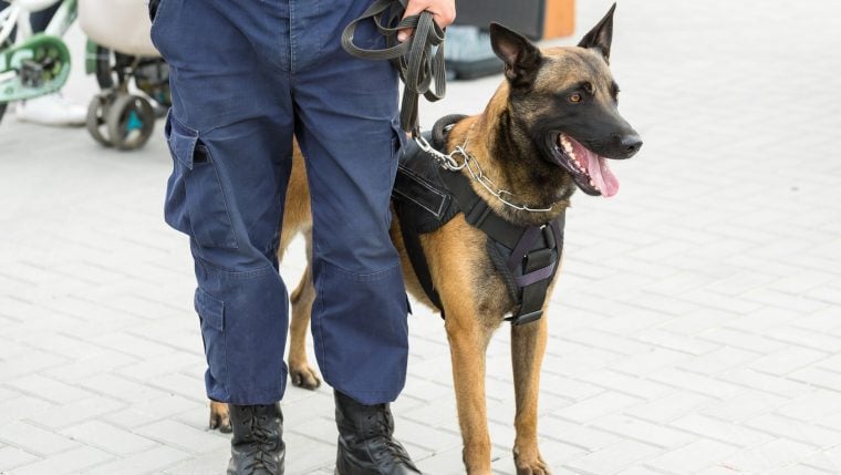 Un chien de la police de Dallas sauve un policier lors d’une fusillade