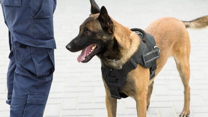 chien de police avec officier