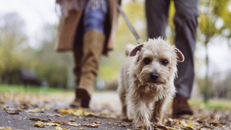 Comment éviter les coyotes lors des promenades de chiens