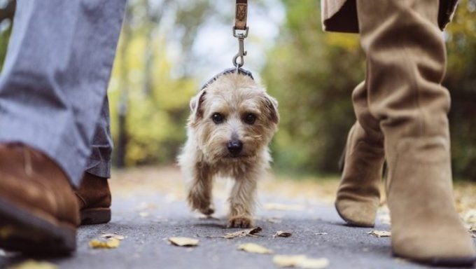 éviter les coyotes lors des promenades avec les chiens