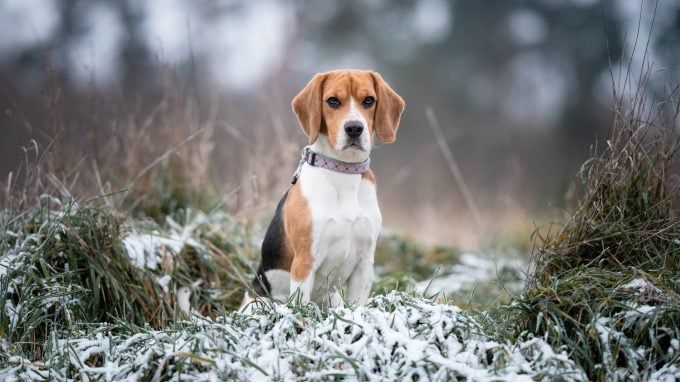 Le Beagle est l'une des meilleures races de chiens pour la chasse