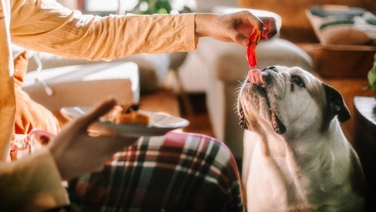 Erreurs courantes commises par les nouveaux propriétaires de chiens