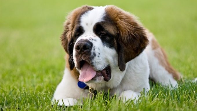 Saint Bernard dans le domaine des races de chiens qui ne supportent pas la chaleur