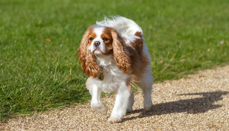 Une parade canine célèbre le couronnement du roi Charles III